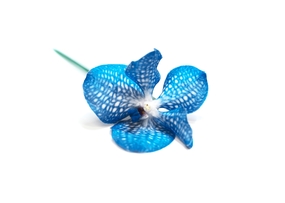 一朵蓝色兰花摄影图片